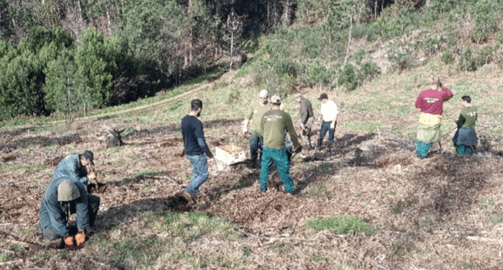 Melgaço: ICNF e Junta de Freguesia de Remoães plantam árvores para promover conservação florestal