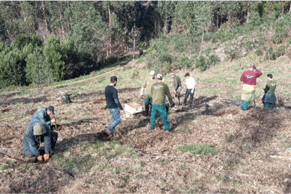 Melgaço: ICNF e Junta de Freguesia de Remoães plantam árvores para promover conservação florestal