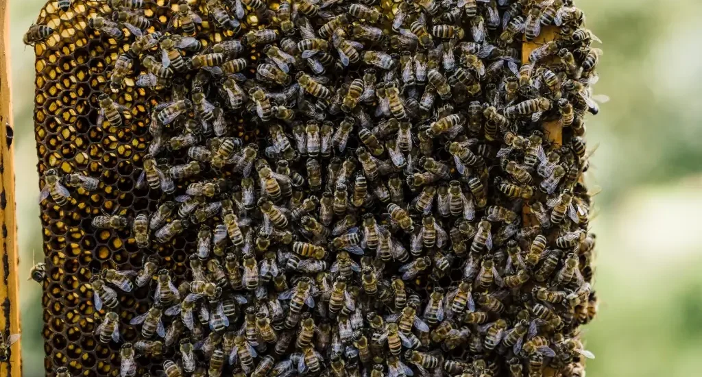 Melgaço promove formação em apicultura