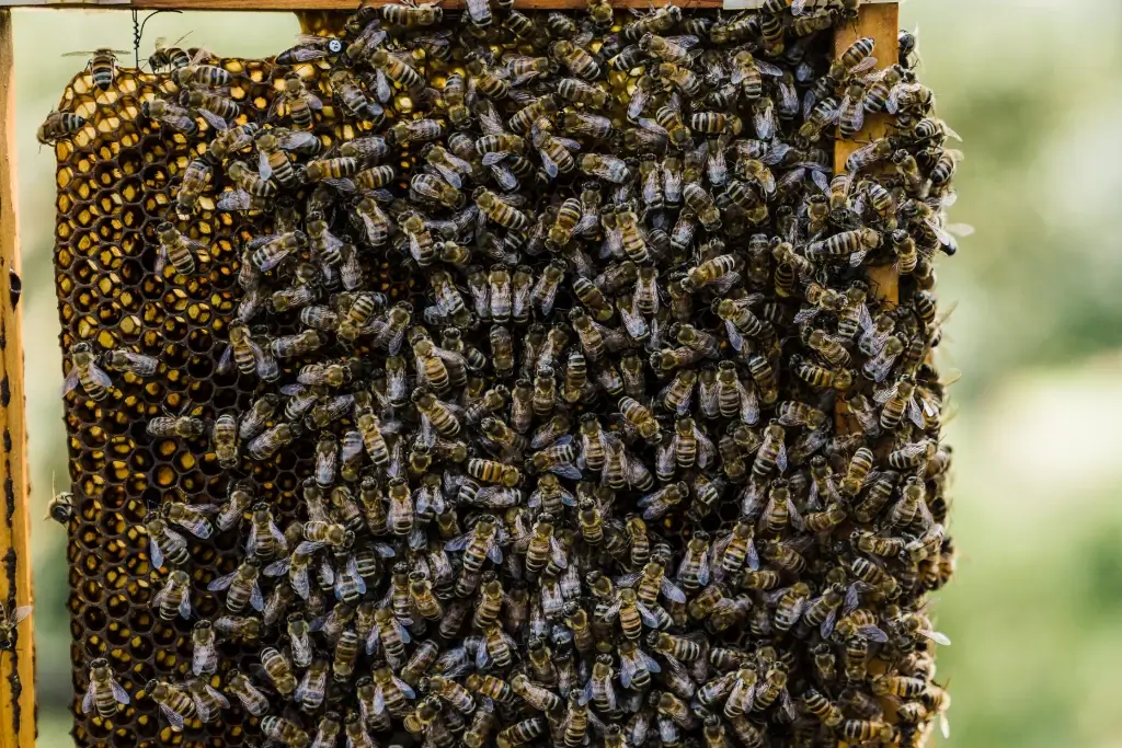 Melgaço promove formação em apicultura